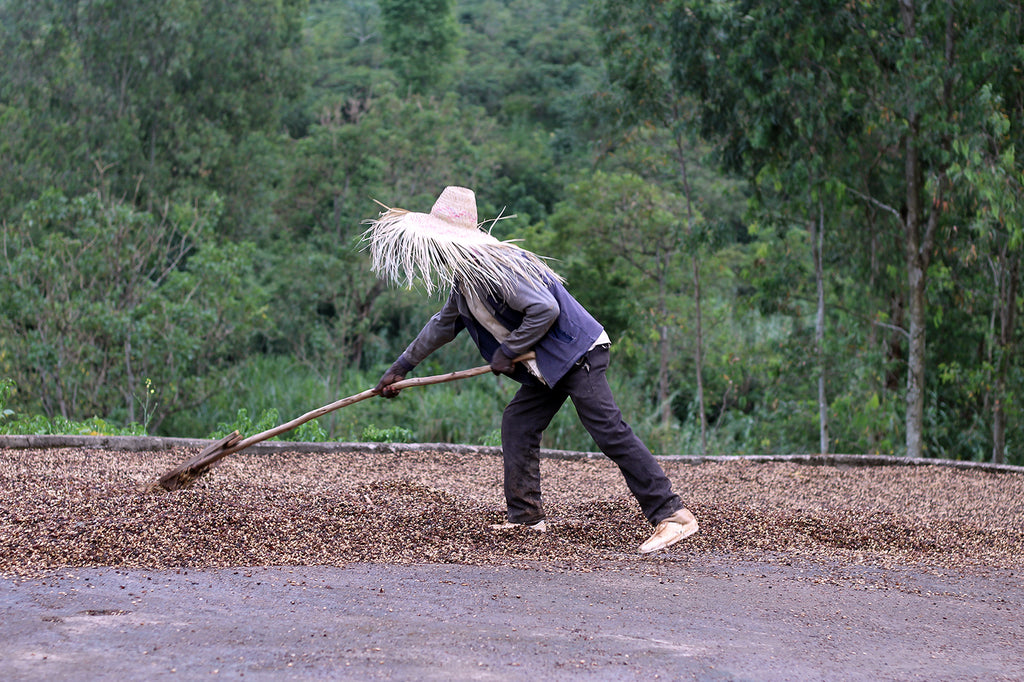 Ethiopia ToH #1 2026 Bochesa Natural 74158