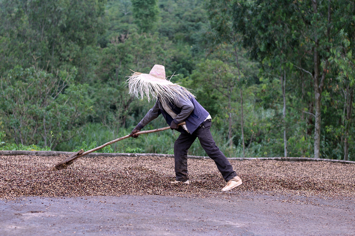 Ethiopia ToH #1 2026 Bochesa Natural 74158