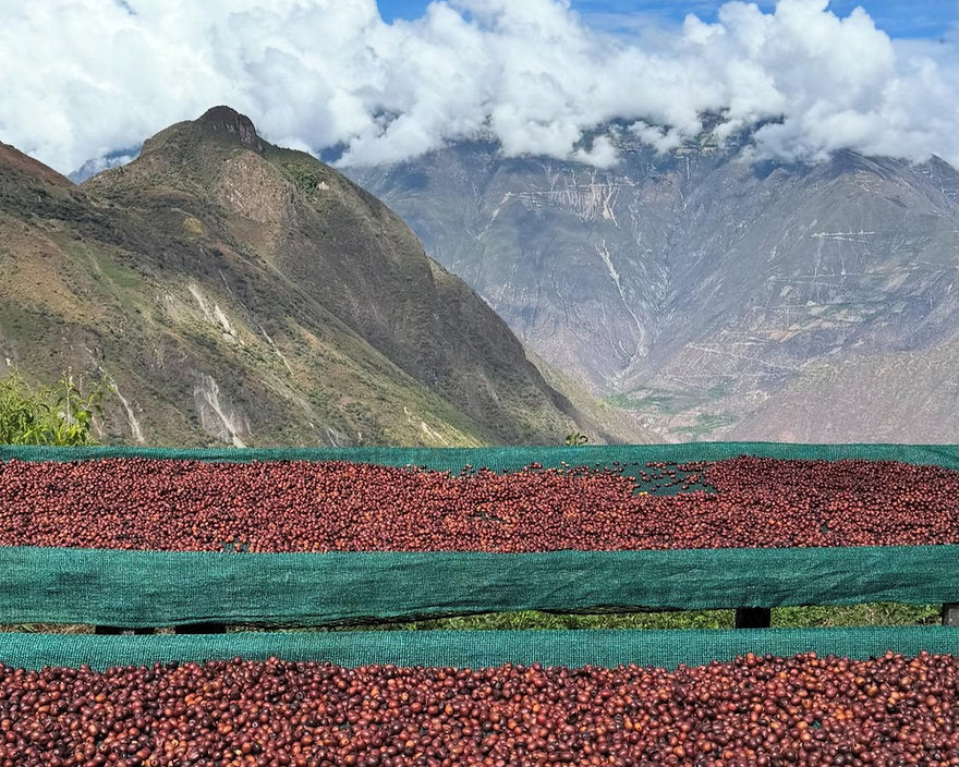 Peru Finca Lorifunde SL9 Washed
