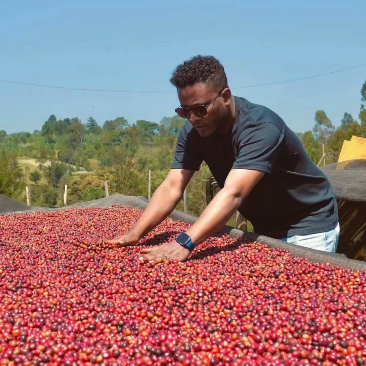 Ethiopia Alo Safo Station Zero Fermentation 74158 Washed