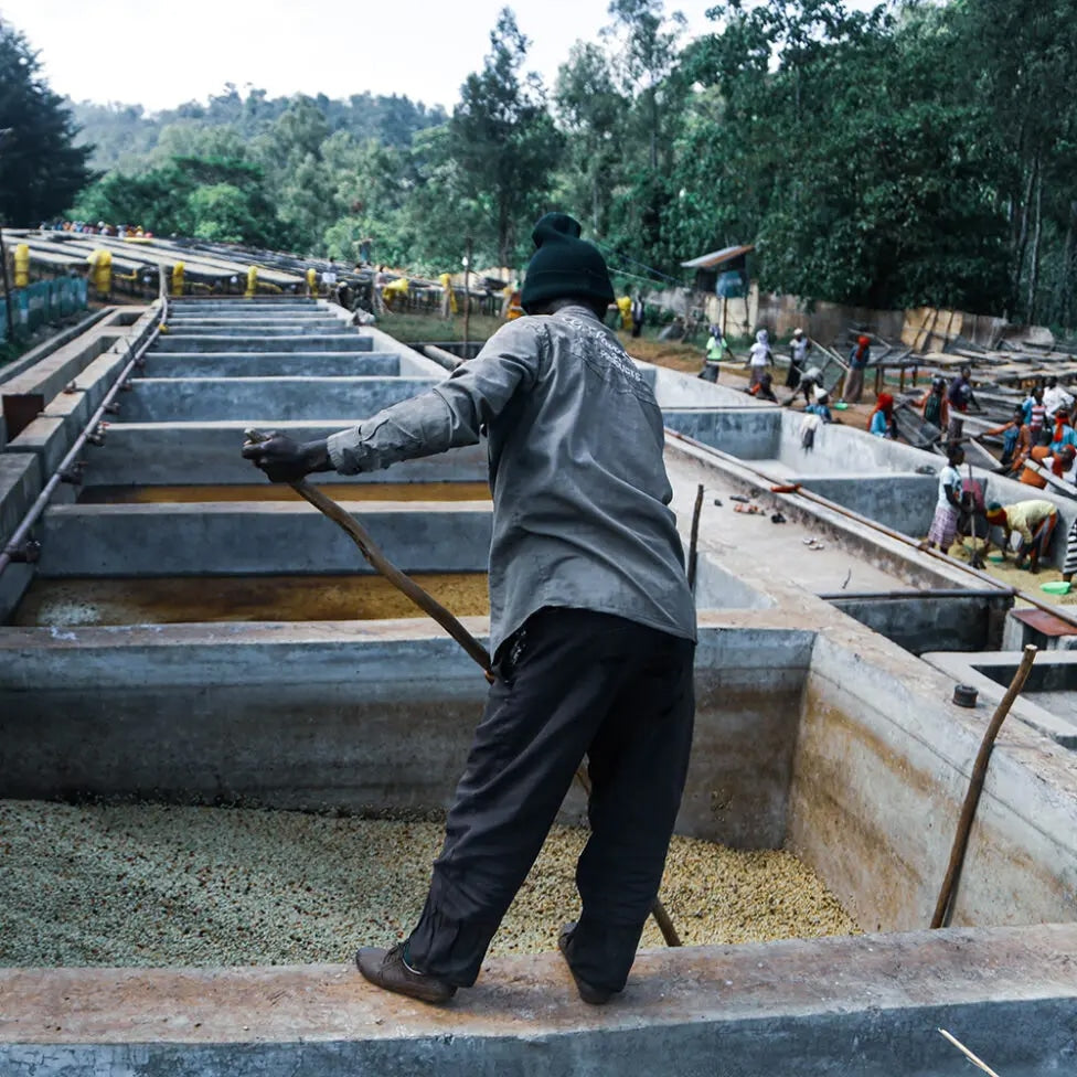 Ethiopia Arama Enzyme Anaerobic Washed Heirloom
