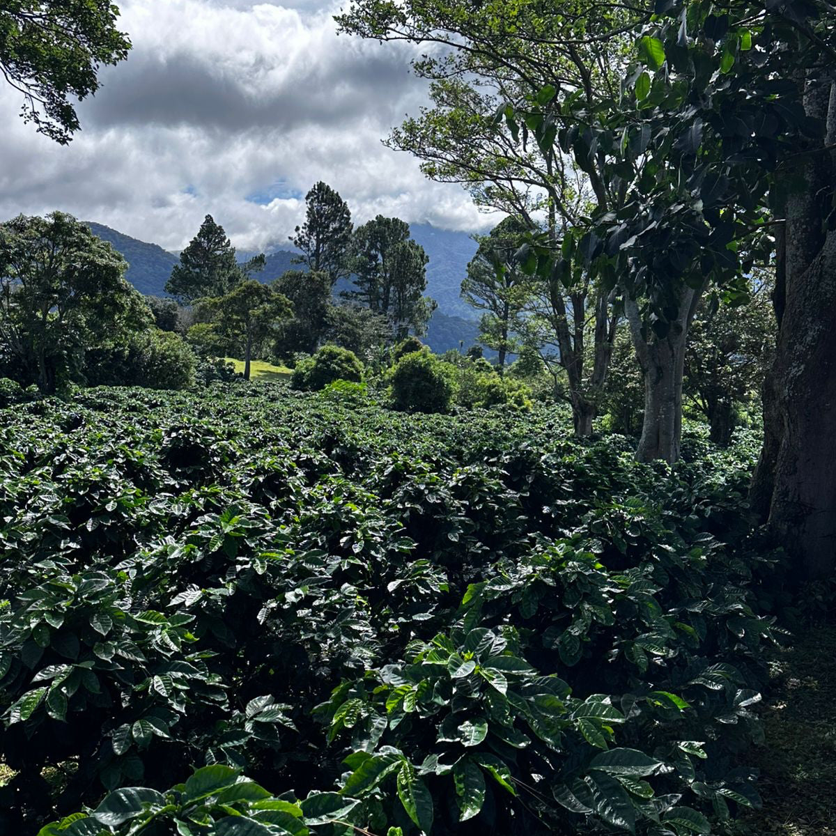 Panama Abbraccio by Altieri - Finca La Alquería Pacamara Washed