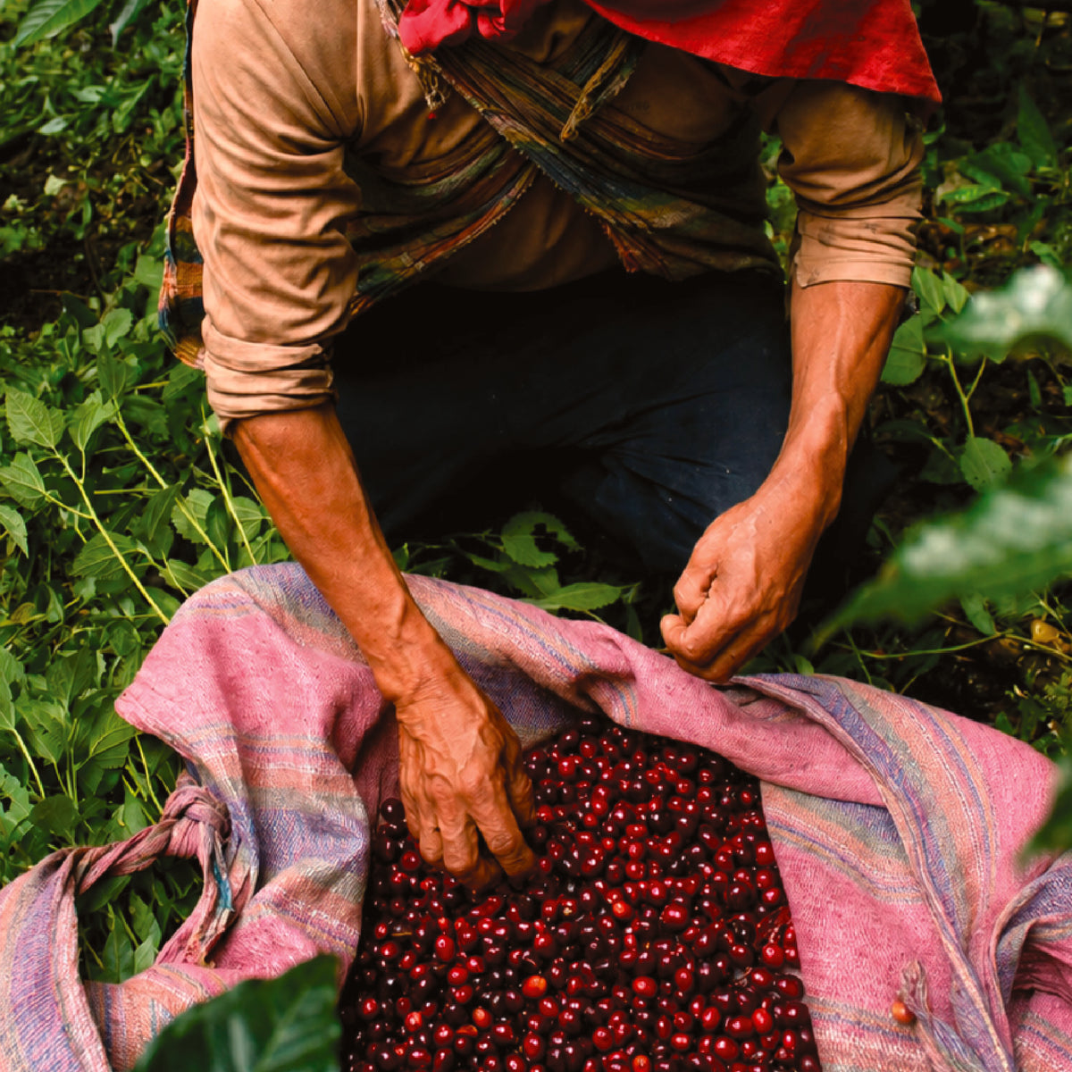 Peru Nueva Esperanza SL9 Washed